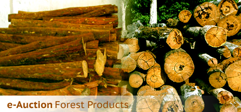 Auction of Forest Products